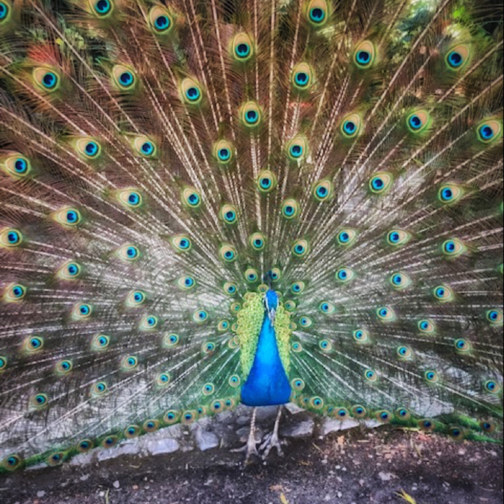 Peacock spreading feathers