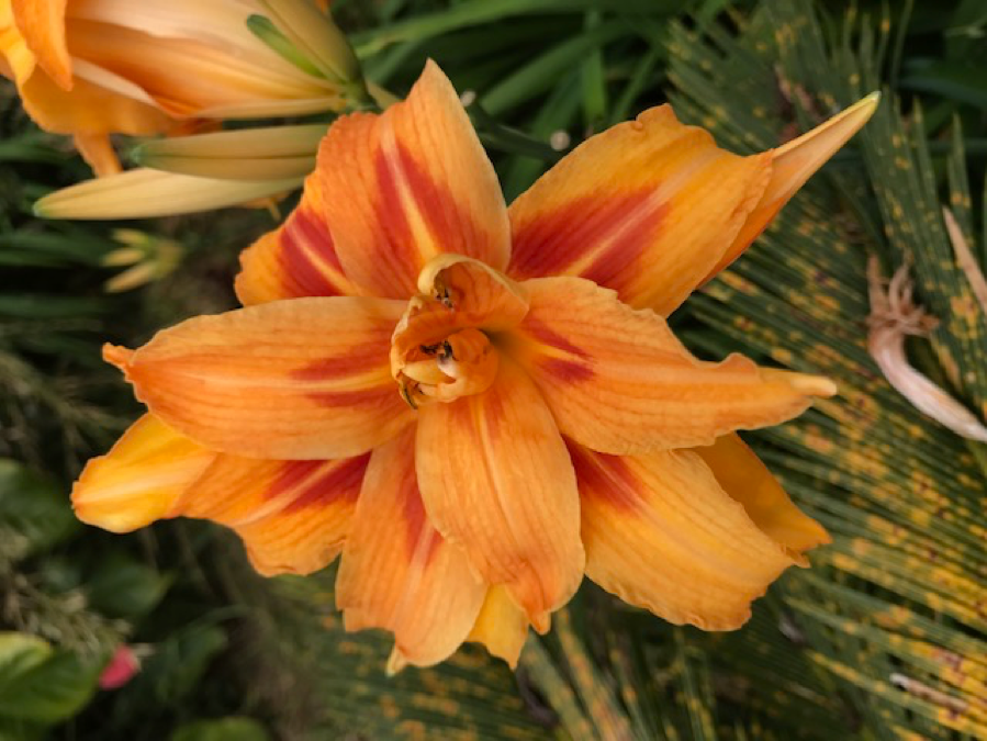 Orange flower