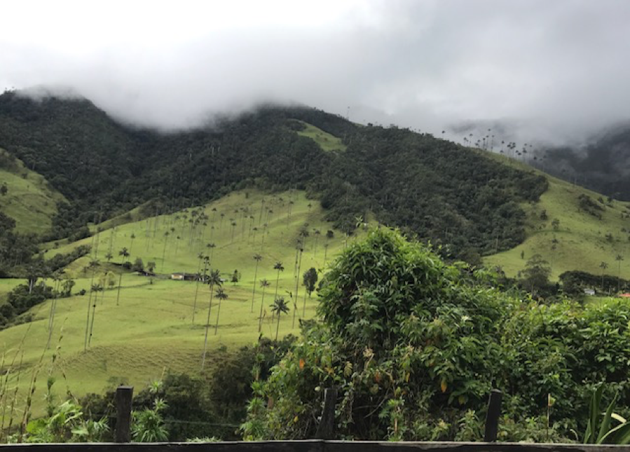 Cocora Valley